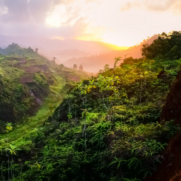 The World Belongs to the Plants