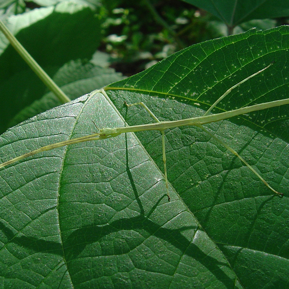 לתפוס טרמפ בתוך ציפורים