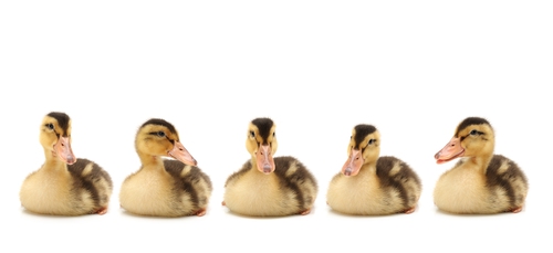 كيف نُسمِعُ أصواتًا كصوتِ البطّة بواسطة قشّ الشّرب؟