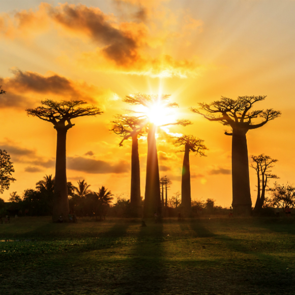מותם של עצי הבאובב