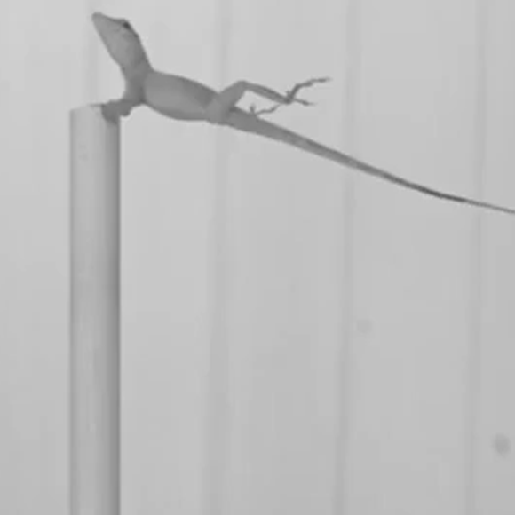 Evolution by Hurricanes