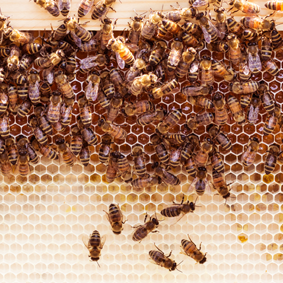 הריח המטהר של המוות