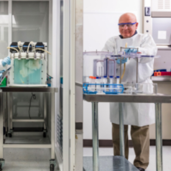 לגדל ריאות במעבדה