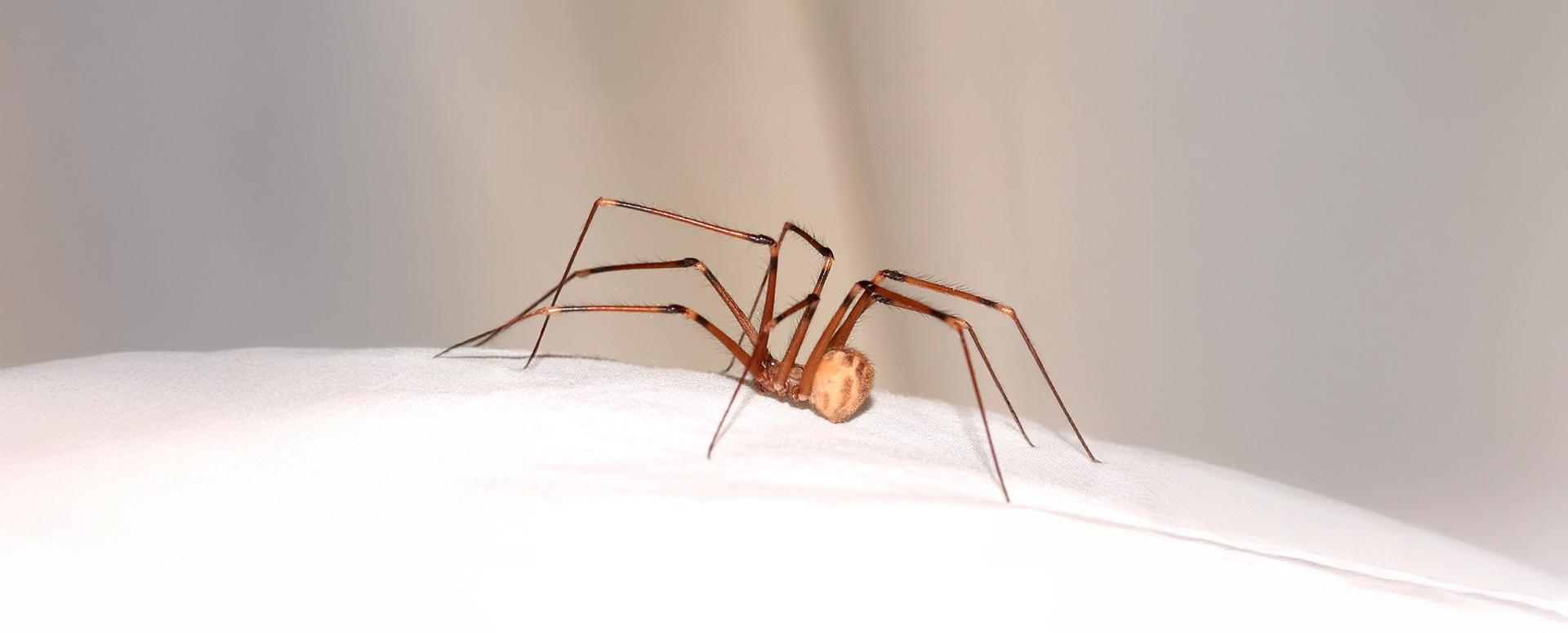 למה לא כדאי להרוג עכבישי בית?