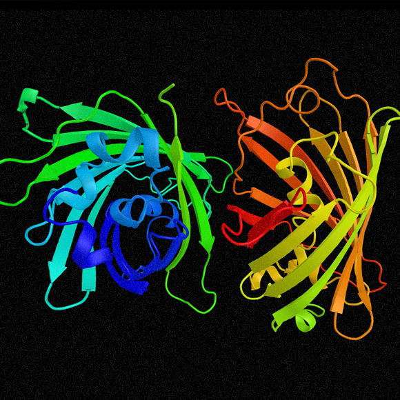GFP – البروتين الفلورسنتي الأخضر
