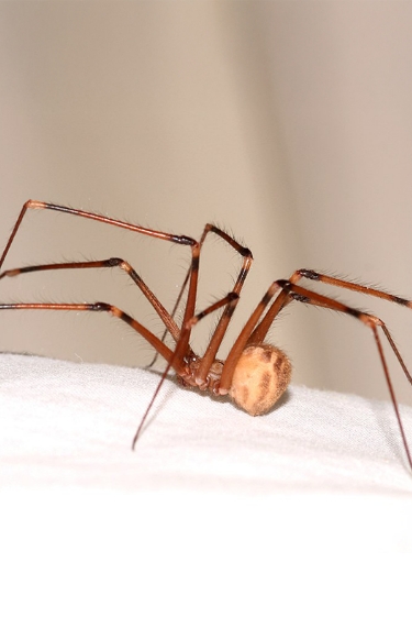 למה לא כדאי להרוג עכבישי בית?