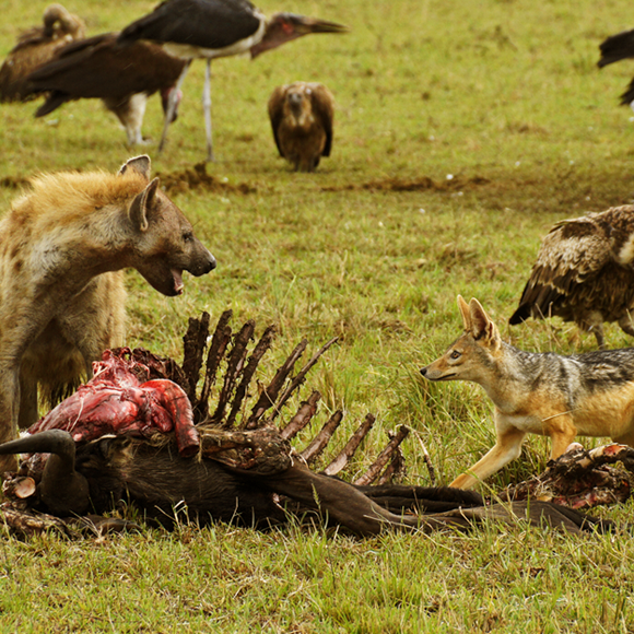 החיים שצומחים מתוך המוות