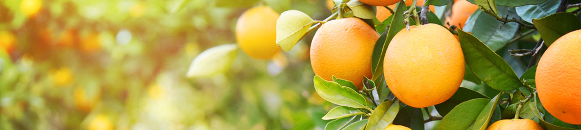 كيف نفحصُ وجود فيتامين C في الغذاء؟