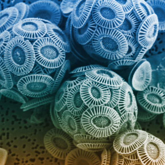 The Virus that Brings Down the Rain