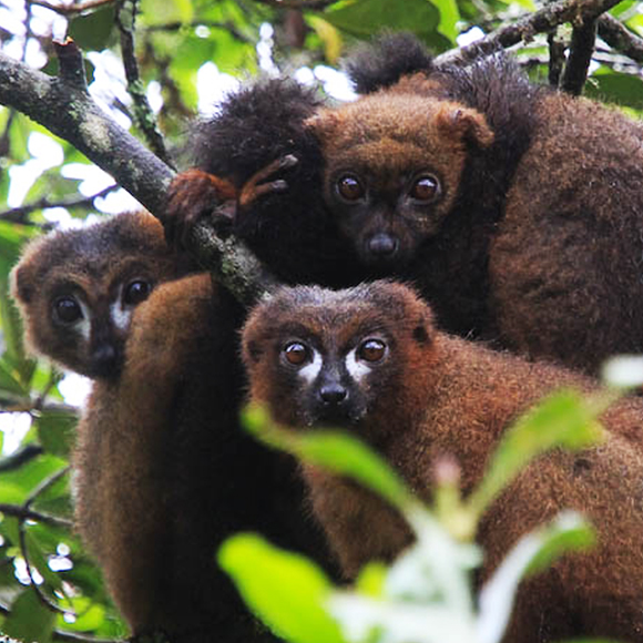 הריח שעוזר להפיץ את הזרעים