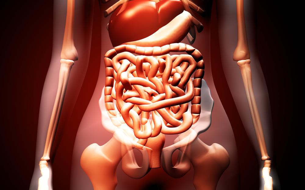 كيف يعملُ الجهاز الهضميّ؟