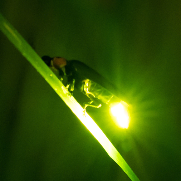 זהירות! גחלילית לפניך