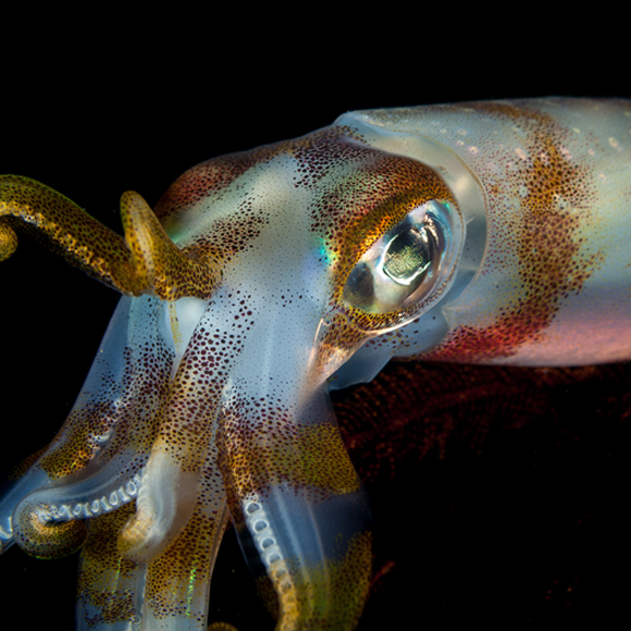 מחשבות של דיונונים
