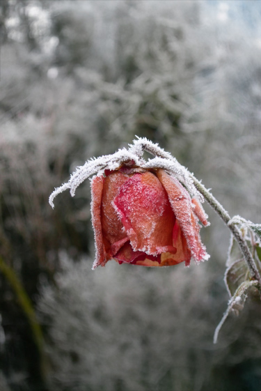 למה אנחנו עצובים בחורף?