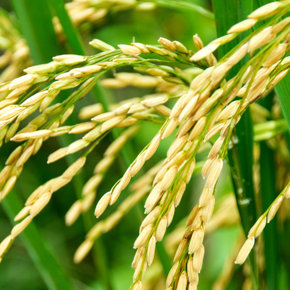 האורז שמשבט את עצמו