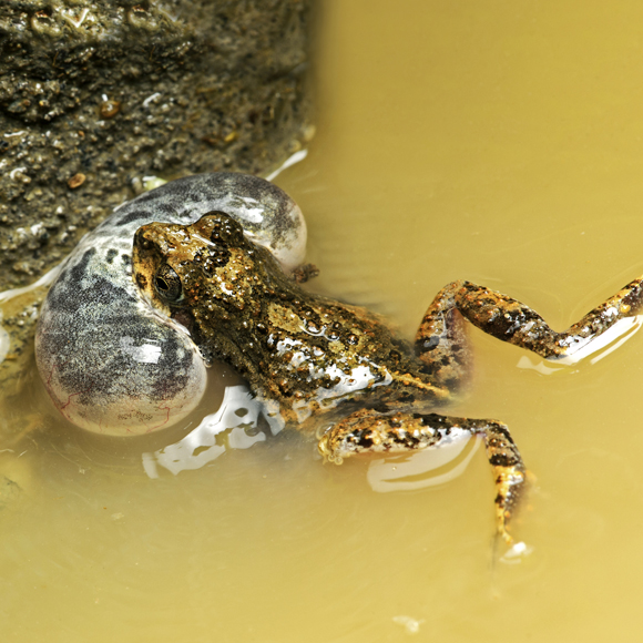 סקס של צפרדעים והעיר הגדולה