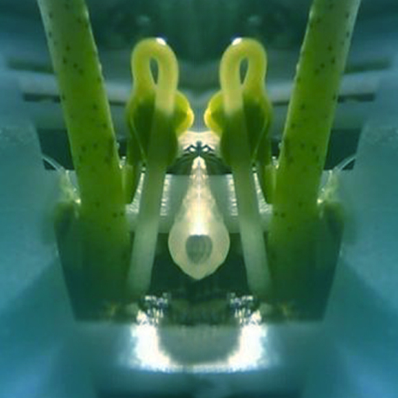 צמח ראשון על הירח