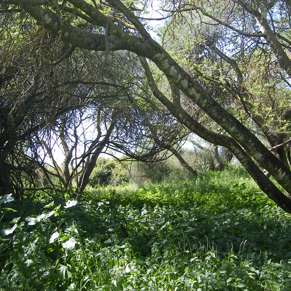 Africa in Israel’s Shfela Region