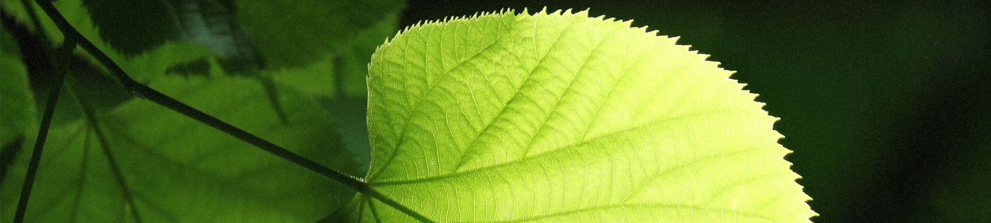 التركيب الضوئي – مصدر الحياة في عالمنا