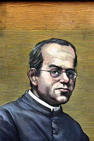 הנזיר שגילה את התורשה בגרגיר אפונה