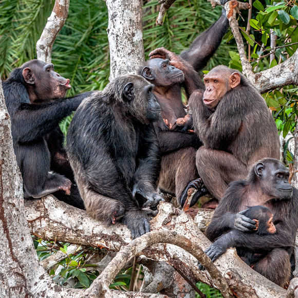 עולם שימפנזי הולך ונעלם