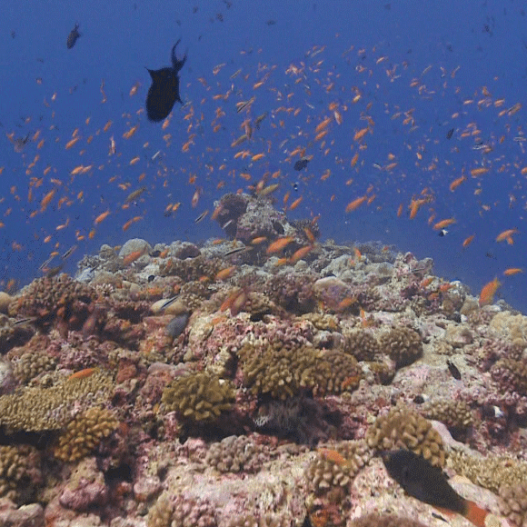 כמה דגים יש בים?