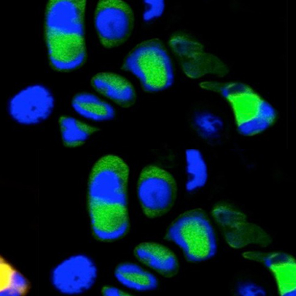 המקרה המוזר של הנגיף המפוצל