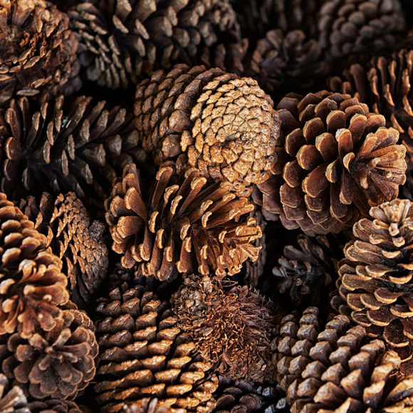 كيف نجعل كوز الصنوبر يتفتح ثم ينغلق من جديد؟