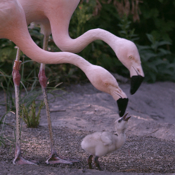 Nursing Spiders and Cockroach Milk