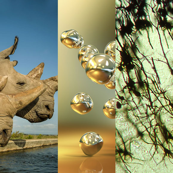 מהנשמדע: מה היה חדש השבוע במדע?