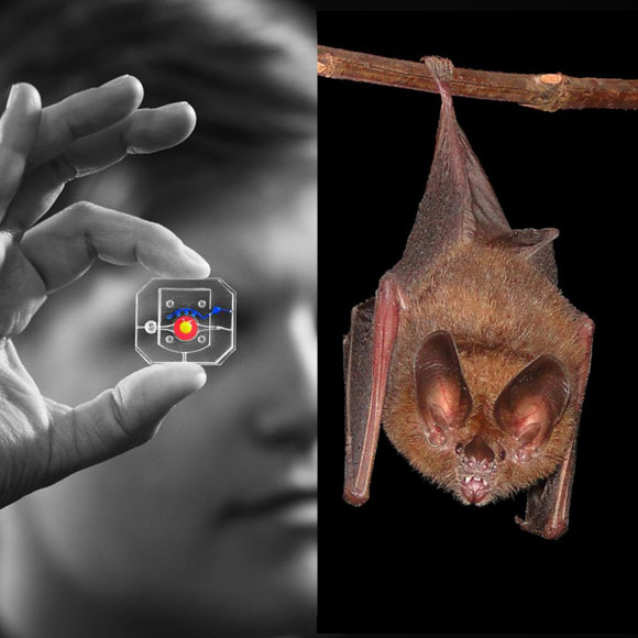 מהנשמדע: מה היה חדש השבוע במדע?