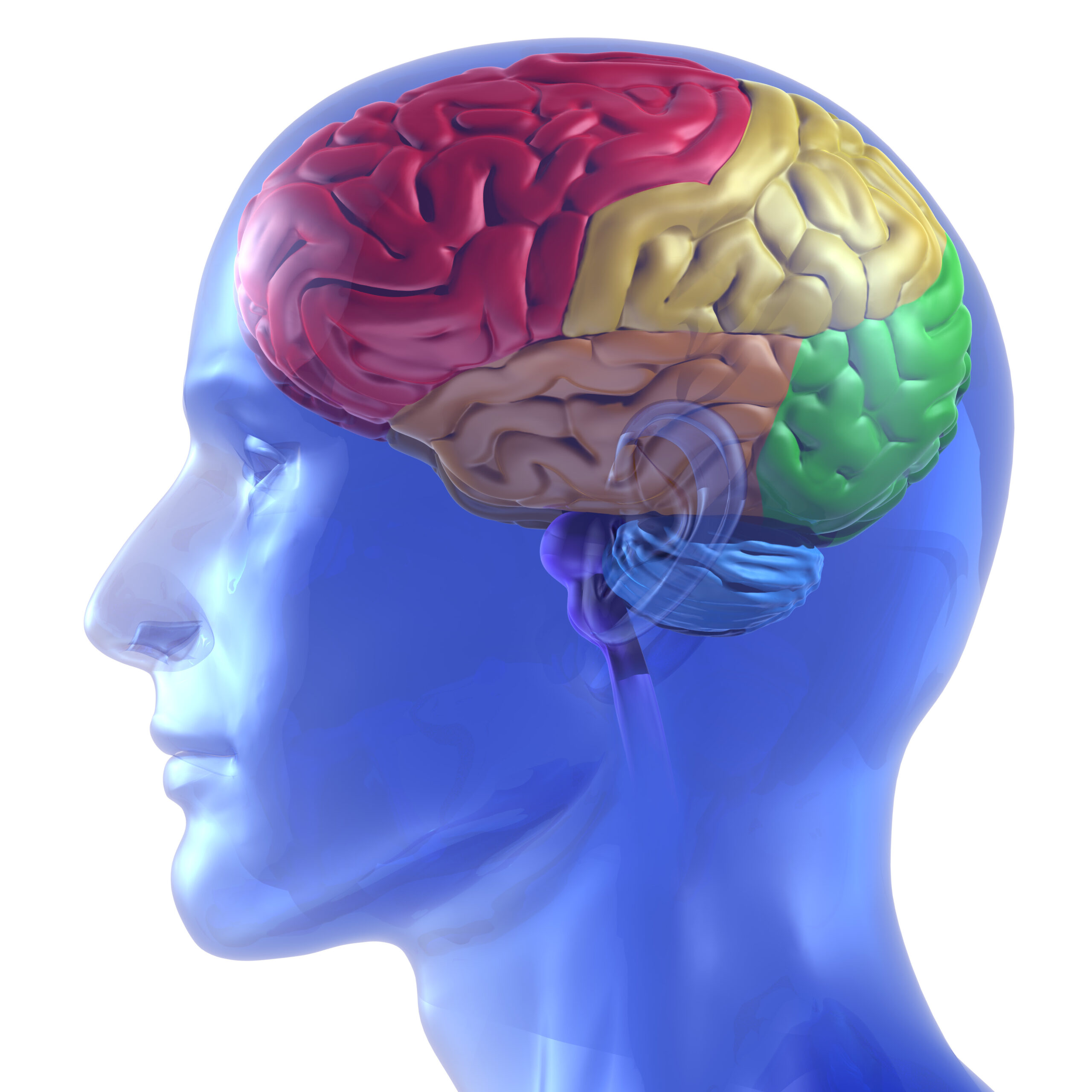 تشريح الدماغ: النخاع الشوكي