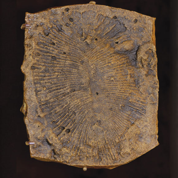 ראשית התנועה בים