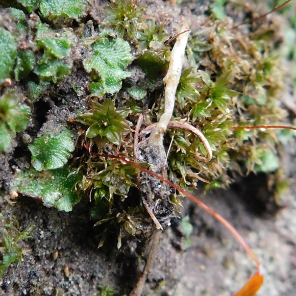 Rain and Love are in the Air