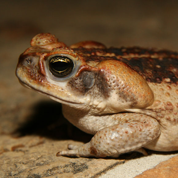 הרוצח הסדרתי של הפולשים