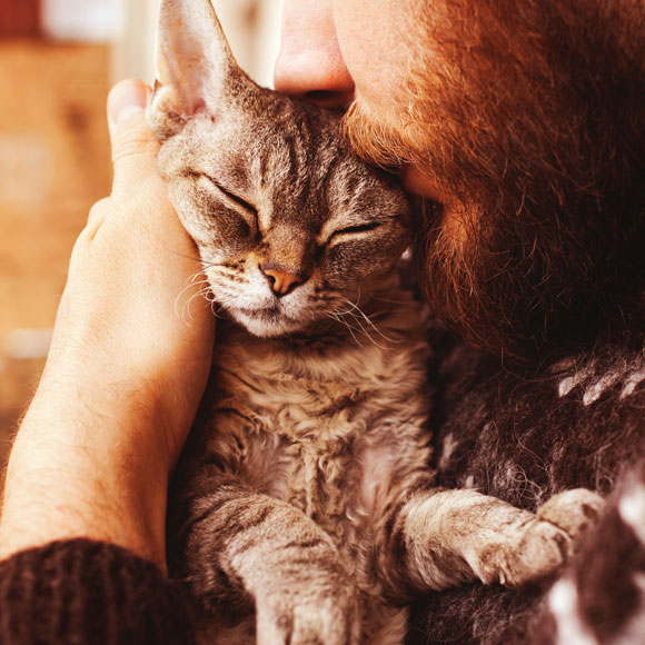 מהחתול באהבה