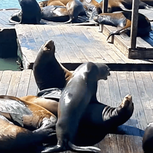 אריות ים בלב העיר