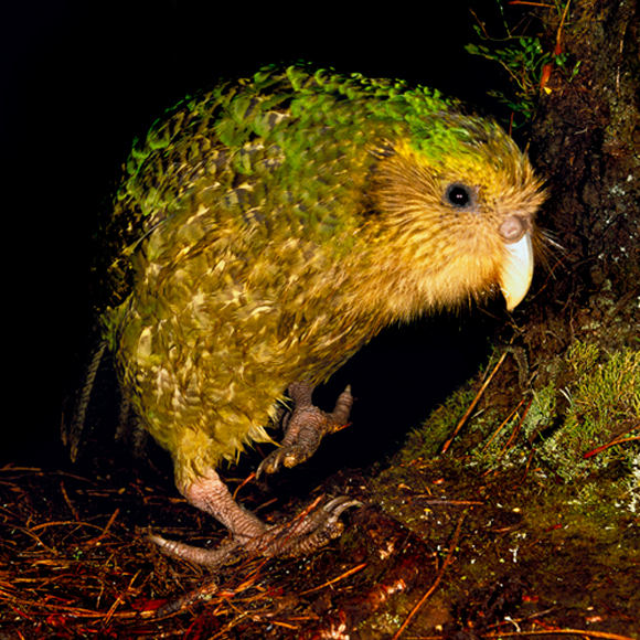 خطر: الأنواع الغازِيَة