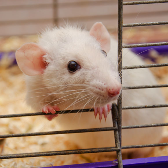 עכברים עם אופי