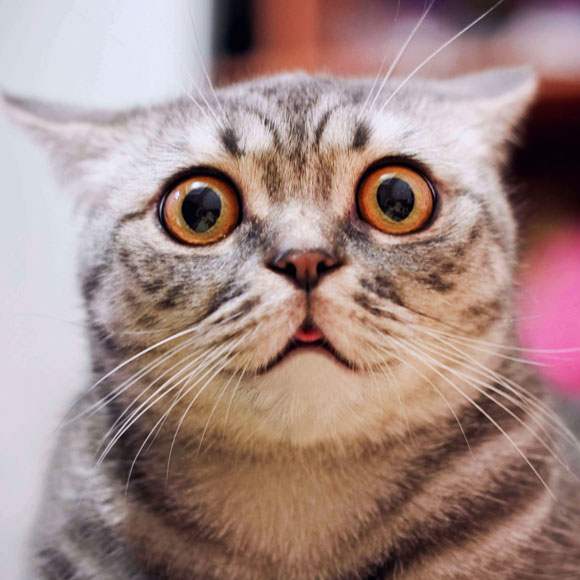 מאחורי מסכת החתול