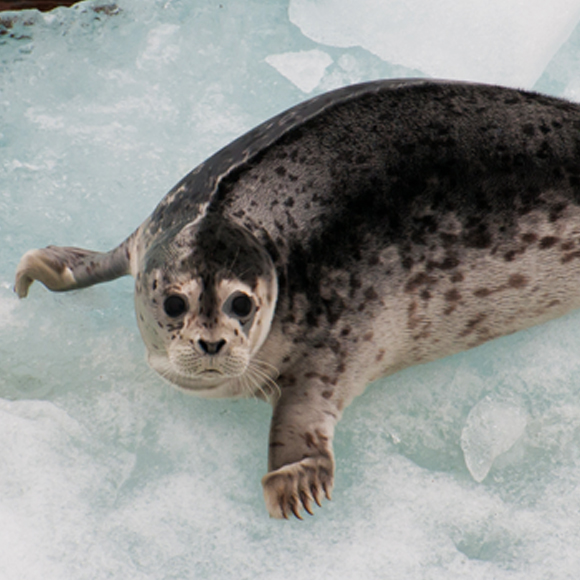 וירוס מחוף אל החוף