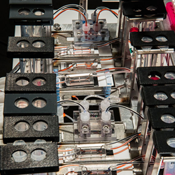 השבבים שמרכיבים אדם