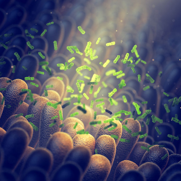 الضّوء المشعُّ من بكتيريا الأمعاء