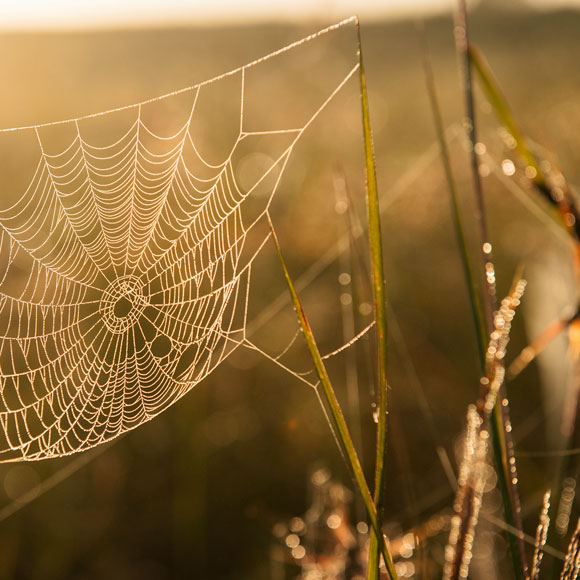 الحفظ الرائع لخيوط العنكبوت