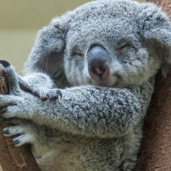 Koalas, Fires, and Fake News