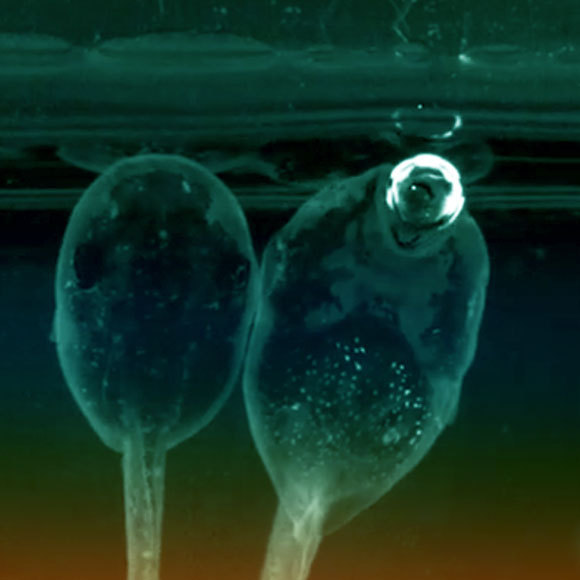 עושים בועות