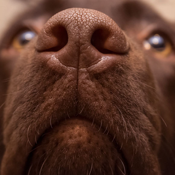 הכלבים שמריחים חום