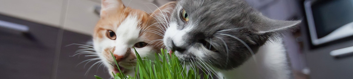 davidson.weizmann.ac.il