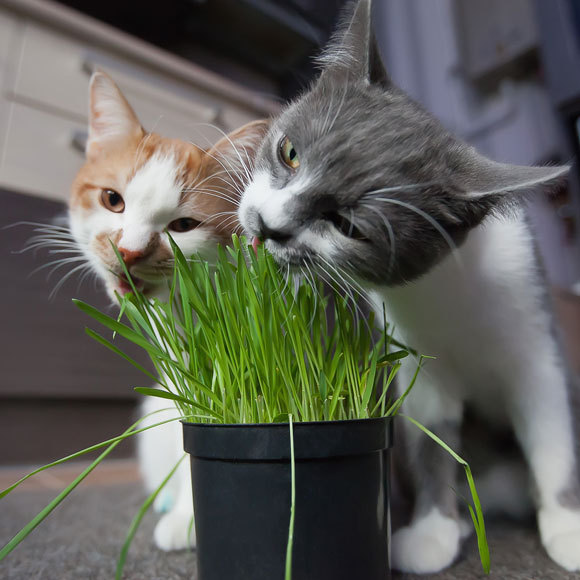 למה חתולים אוכלים דשא?