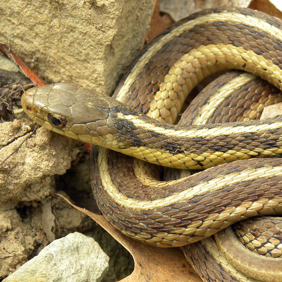 أصدقاء الأفعى